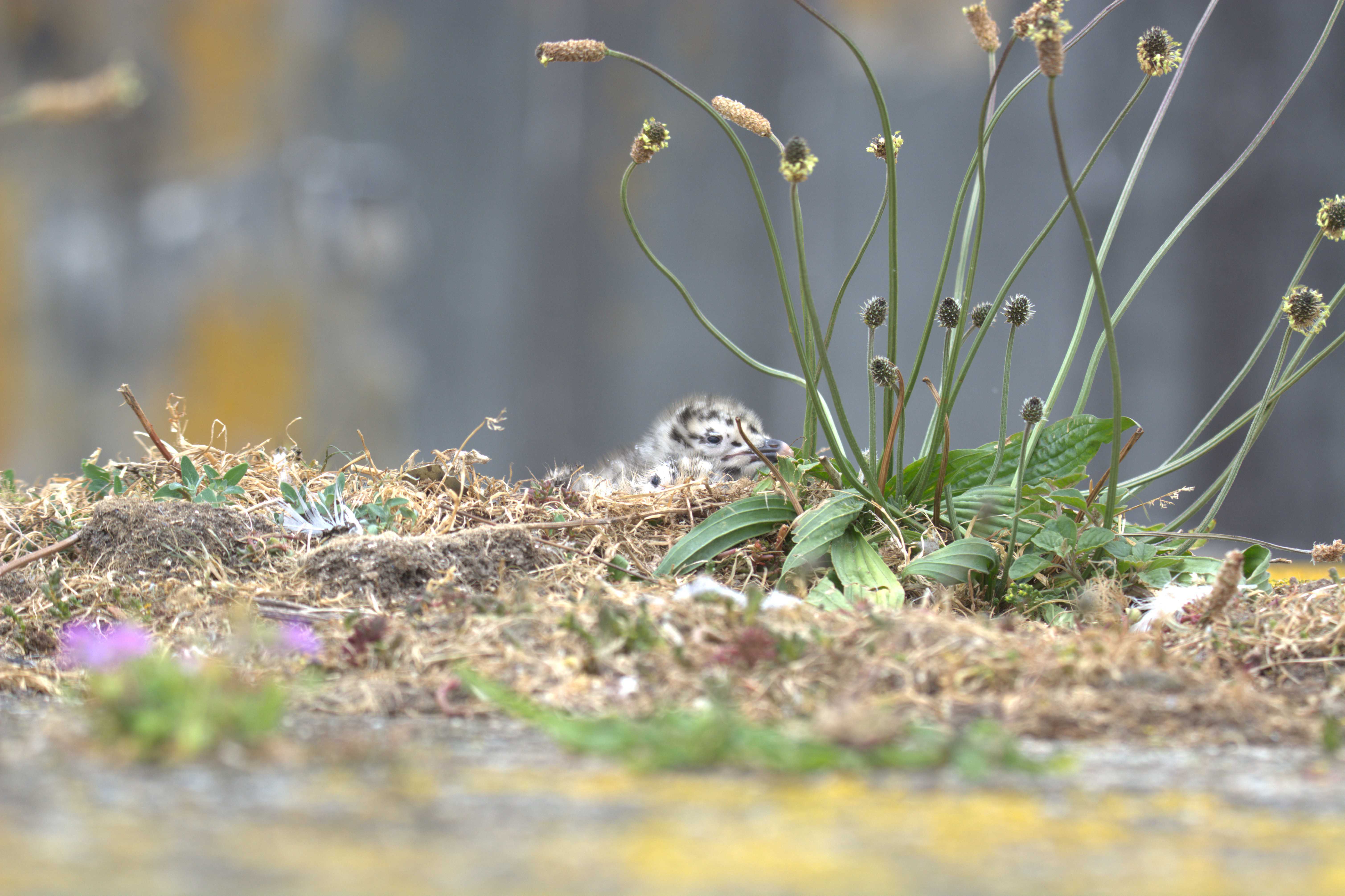 Poussin de goéland sur son nid © Yves le Bail - Bretagne Vivante