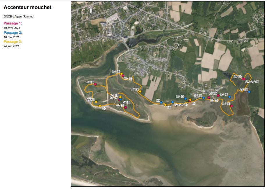 Cartes des résultats bruts par espèce pour le littoral de l'ile de Kerner au marais du Dreff (source : Bretagne vivante)