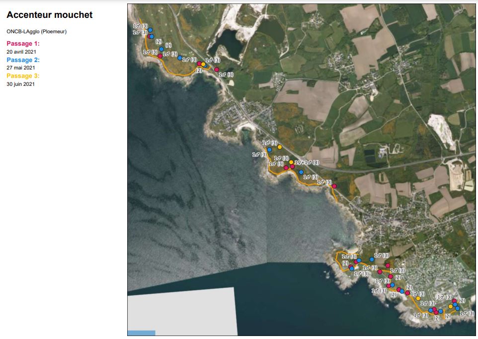 Cartes des résultats bruts par espèce pour le littoral de Ploemeur (source : Bretagne vivante)