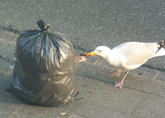 Goéland argenté ouvrant un sac poubelle © Bretagne Vivante