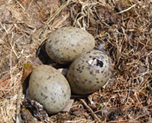Oeufs de goélands dans un nid © Bretagne Vivante