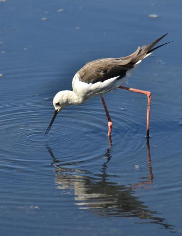 Echasse blanche (O.Doré)
