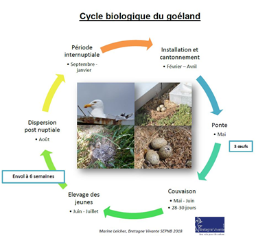 Cycle biologique des goélands © Bretagne Vivante