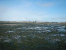 Herbiers de zostères naines en Petite Mer de Gâvres - septembre 2000 (c) TBM environnement