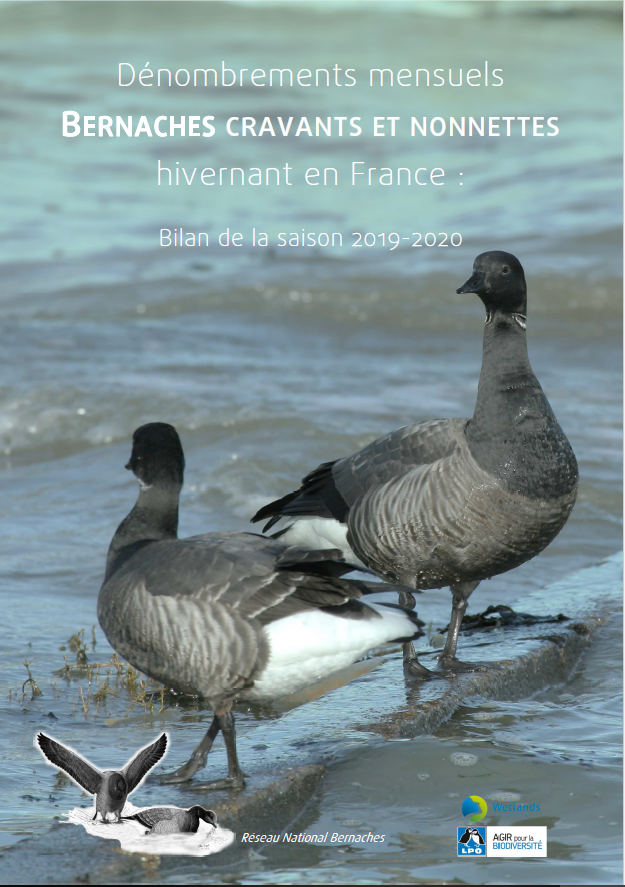 Bilan annuel sur l'hivernage des Bernaches en France 2019/2020
